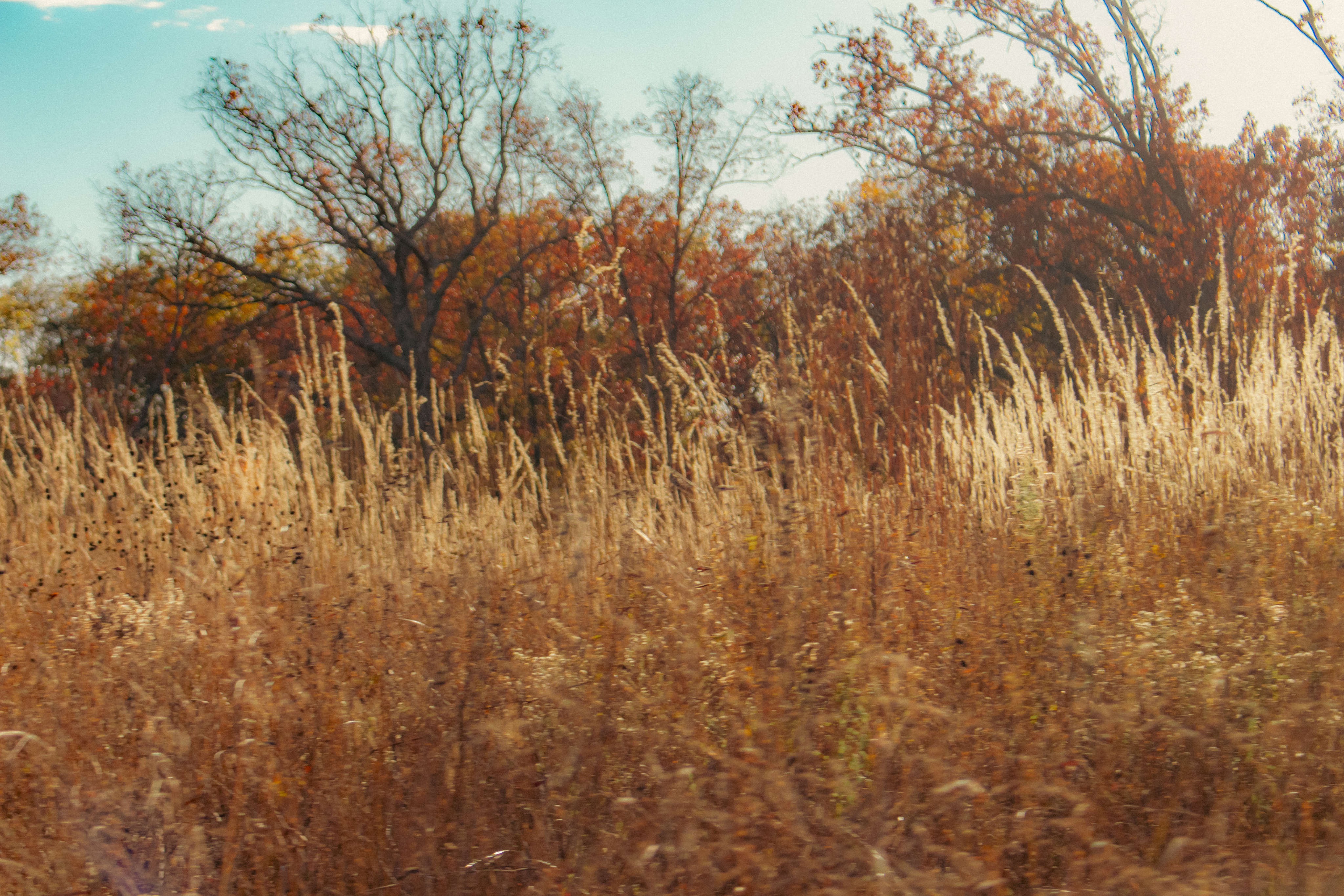 garden full of hedges and flowers